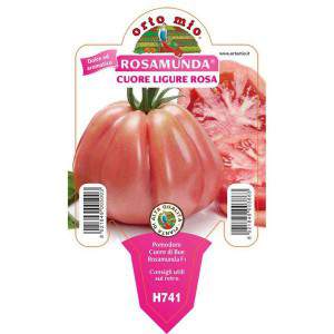 Tomate Rosamunda, coeur ligure rose