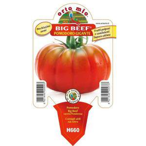 Carne grande de tomate gigante
