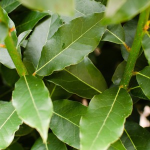 Laurel, feuilles