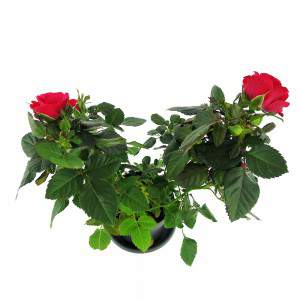 red roses and green leaves