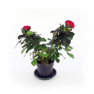 Pflanze rote Rosen und große grüne Blätter