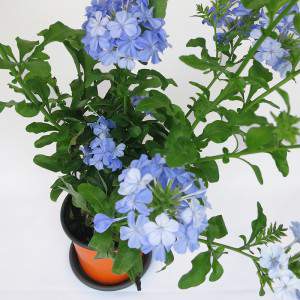 zielone liście i niebieskie kwiaty