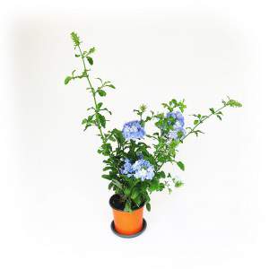 plumbago planta flores azuis