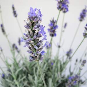 lavanda lilla pistilli piccoli