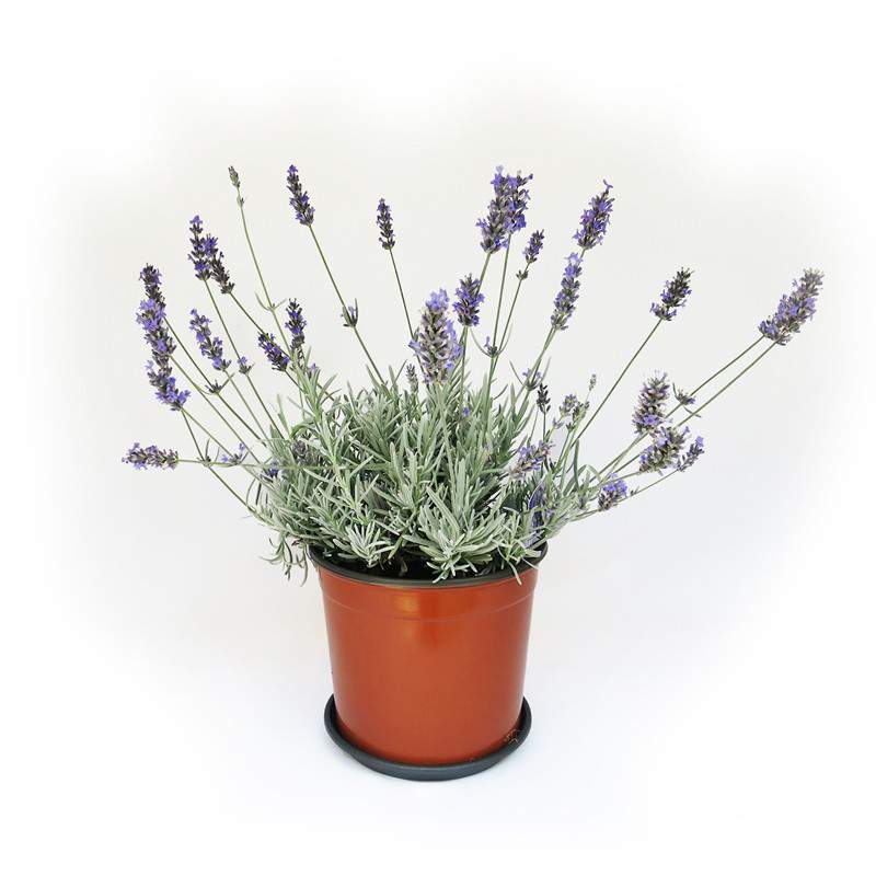 Finta pianta di lavanda in vaso L - NaturDecor