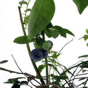 small sweet blueberries dark blue