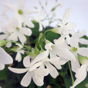 kleine und weiße Blüten