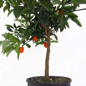planta de mandarina kumquat