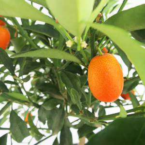 orange mandarins and green leaves