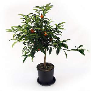 Kumquat mandarin chinois