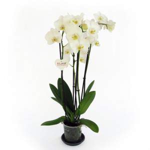 Jarrón de orquídeas 12cm