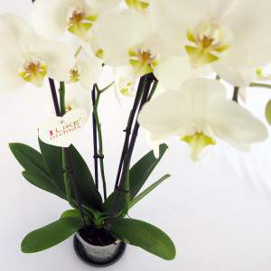 White orchid plant flowers