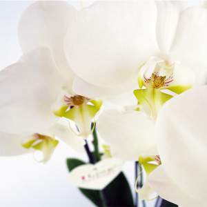 Phalaenopsis blanc