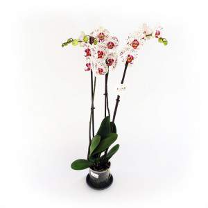 Lila Orchidee und weiße Pflanze