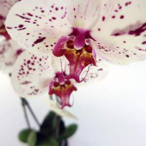 Lila und weiß phalaenopsis