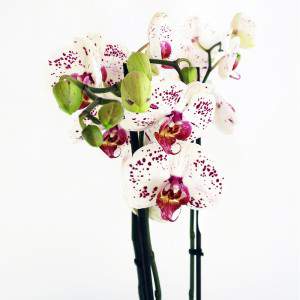 White and purple orchid plant flowers