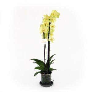 Yellow orchid plant