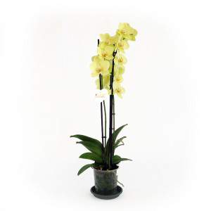 Orchidea gialla pianta