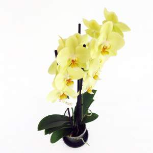 Flores de orquídea amarela
