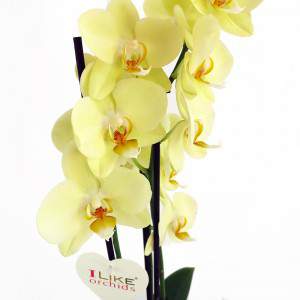Gelbe Phalaenopsis