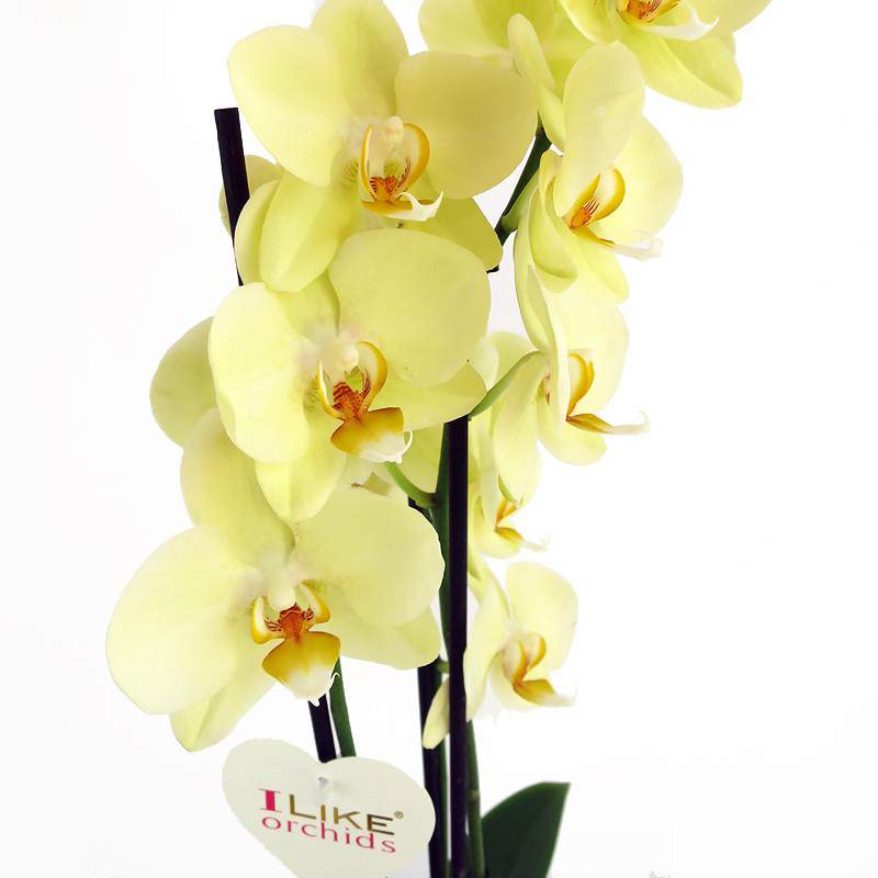 Orchidea vaso 12cm - Anticadutavasi