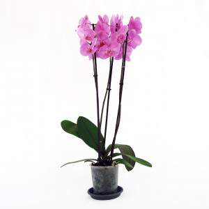 Plante d’orchidée de lilas