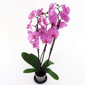 Fleurs d’orchidée de lilas