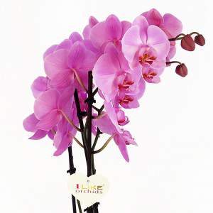 Phalaenopsis de lilas