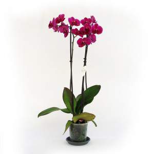 Planta de orquídea fucsia