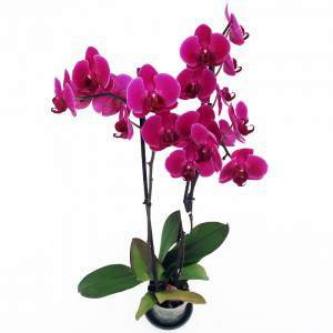 Flores de orquídea fucsia
