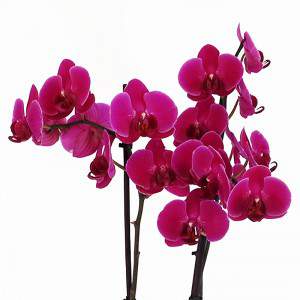 Fuchsia orchid flowers