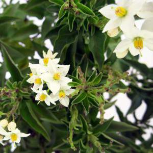 weiße Blüten mit gelben Pistis
