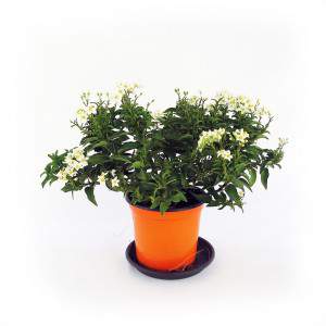 VASE JASMIN BY NIGHT - SOLANUM JASMINOIDE 14CM