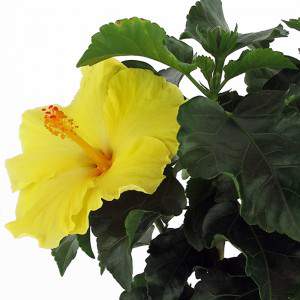Żółty wazon na rośliny hibiskusa 14 cm