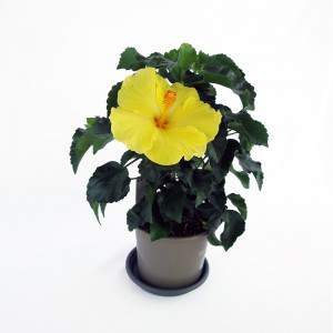 YELLOW AND RED HIBISCUS FLOWERPOT 14CM