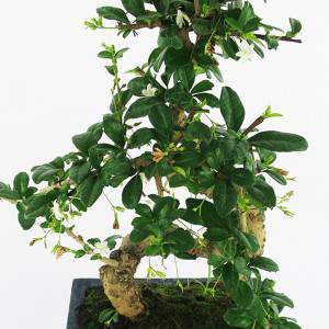 Carmona bonsai leaves