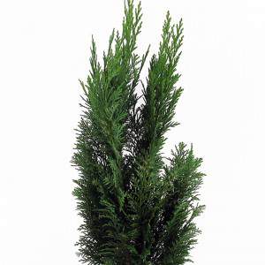 dark green evergreen plant