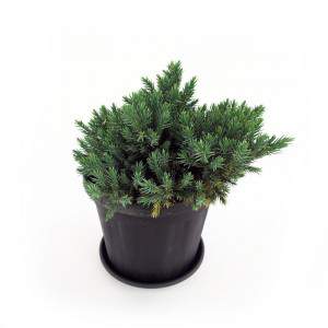 Usine de Juniperus