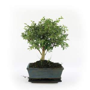 JARRÓN BONSAI SERISSA FOETIDA VARIEGATA 15CM