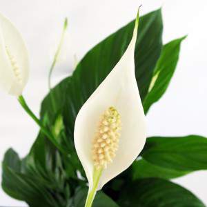fleur blanche blanche et pistil jaune clair