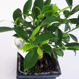 Bonsai ficus Blätter