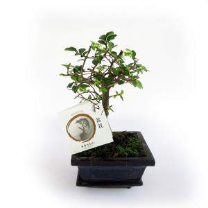 Bonsai zelkova pianta