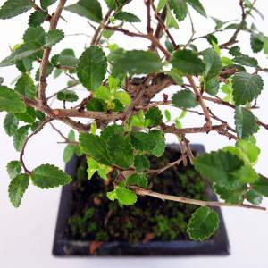 Bonsai zelkova leaves