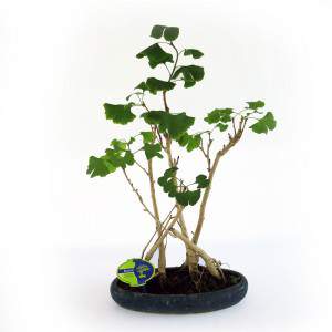 Planta bonsai ginkgo biloba