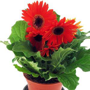 Flores e folhas de Gerbera