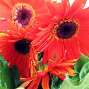 Gerbera de flor vermelha