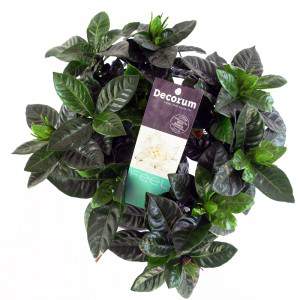 Gardenia Jasminoides evergreen