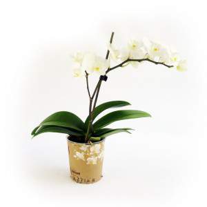 Plante blanche d’orchidée