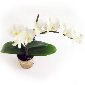 Białe kwiaty orchidei