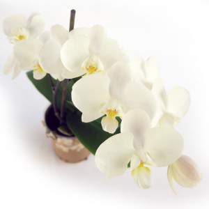 Fleurs blanches phalaenopsis